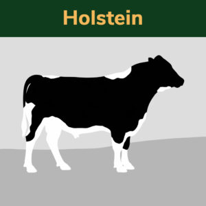 Portada Holstein